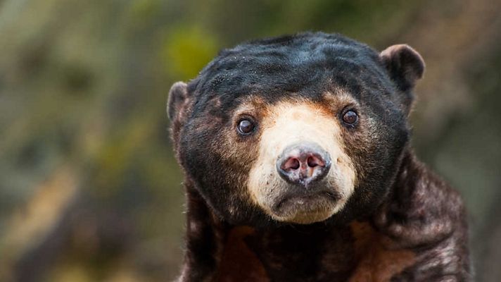 Grandes documentales - Osos del Sol y de la Luna