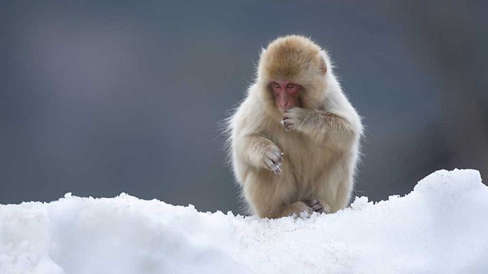 Grandes documentales - Los macacos japoneses, amados u odiados