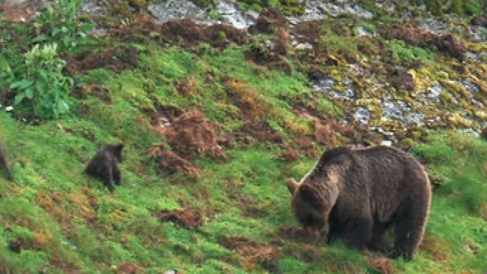 Herido un joven tras ser atacado por un oso en Cantabria