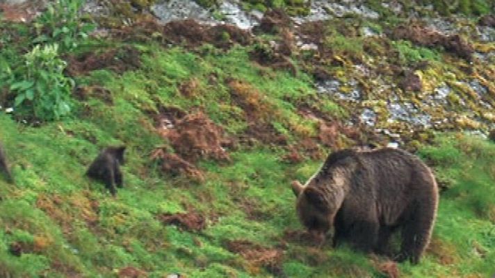 España Directo - Herido un joven tras ser atacado por un oso en Cantabria