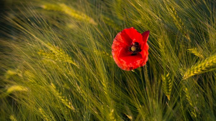 El tiempo - Notable descenso de las temperaturas en el Cantábrico