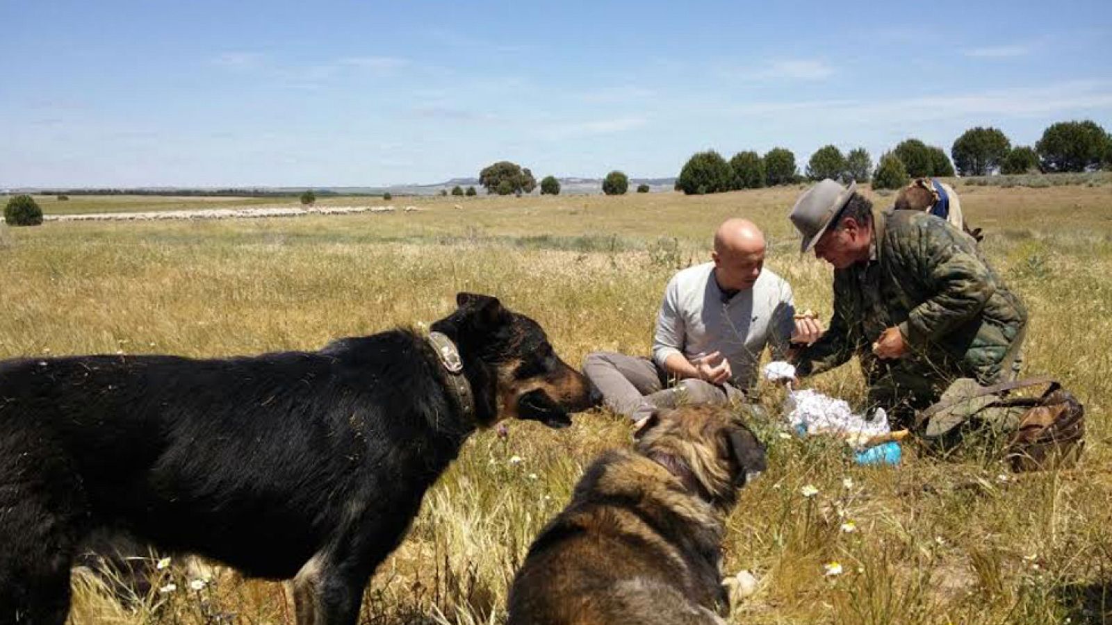 El buen pastor castellano