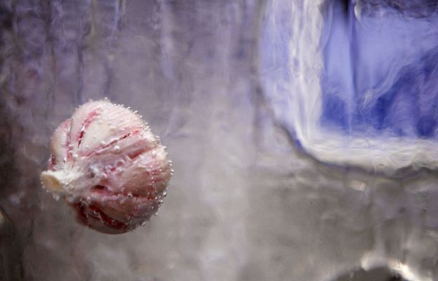  - Ajo contra el cambio climático