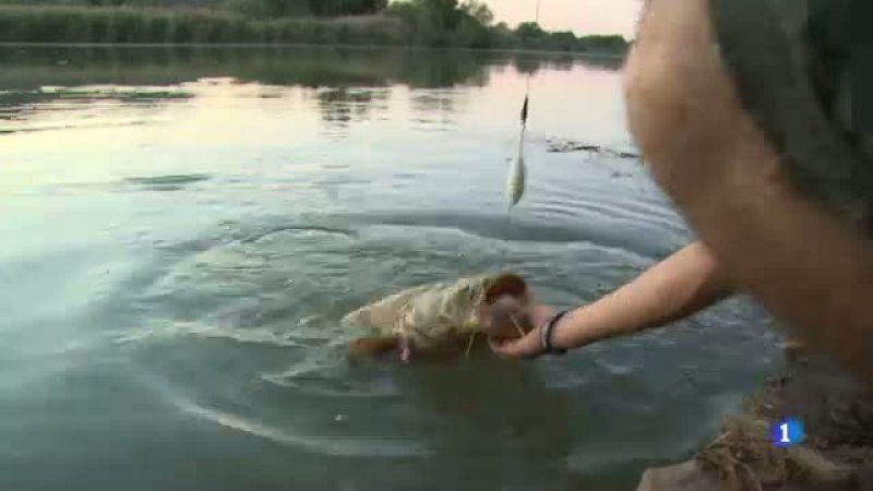 La problemàtica de les espècies invasores a l'Ebre