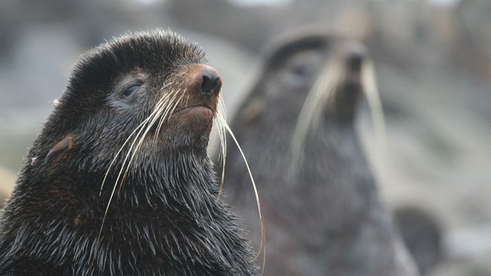 Telediario 1 - Bañarse en Madrid junto a osos marinos