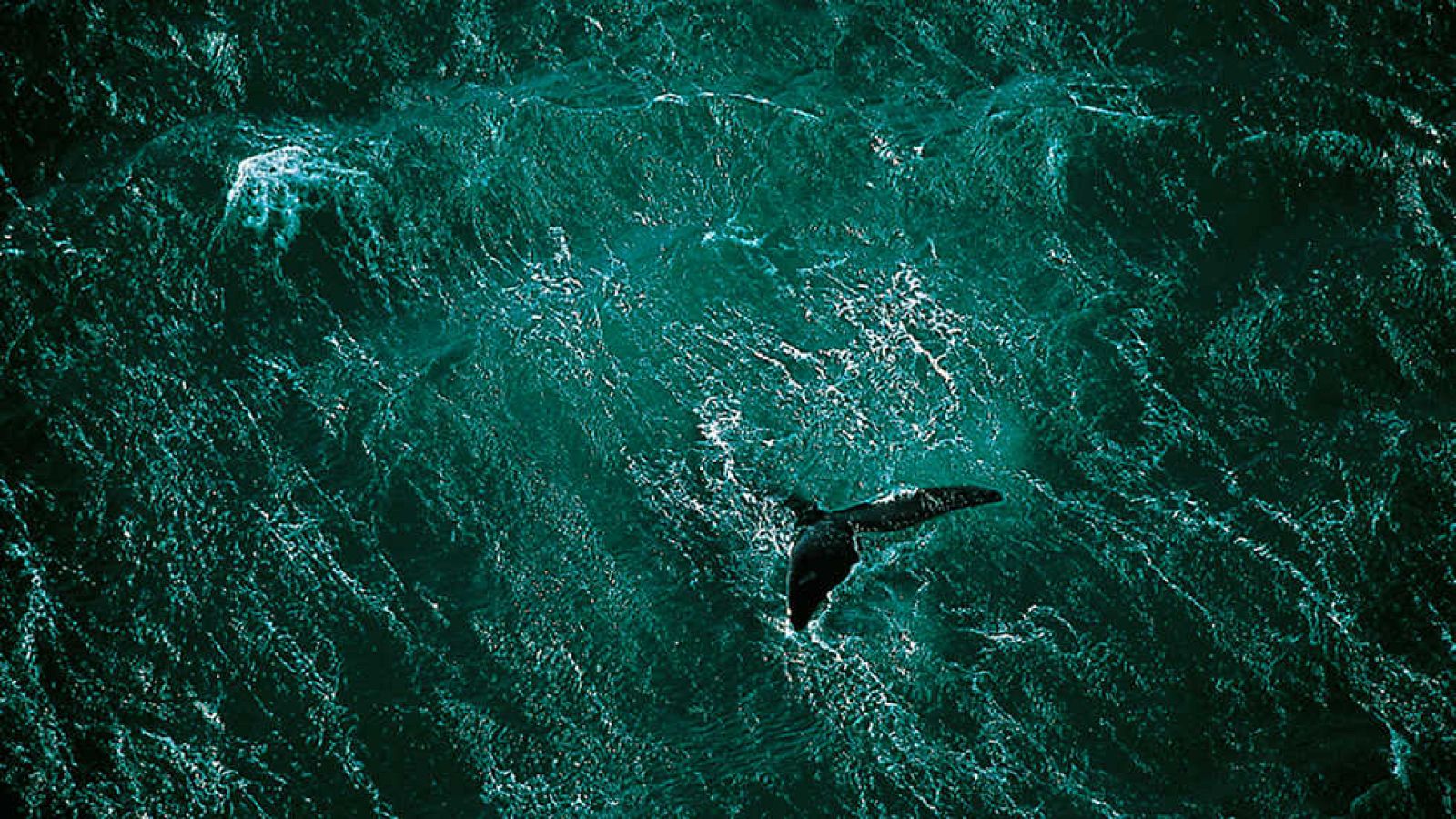 Documaster - Home: Historia de un viaje (1ª parte) - Ver ahora