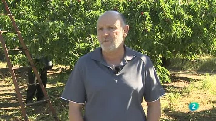 Agrosfera - Tiempo de cerezas