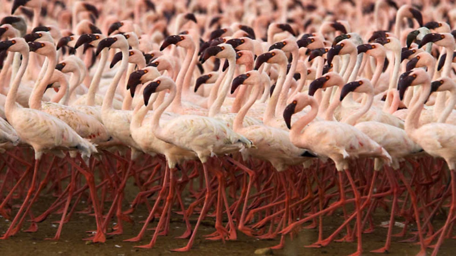 Grandes documentales - Life: Aves - Ver ahora