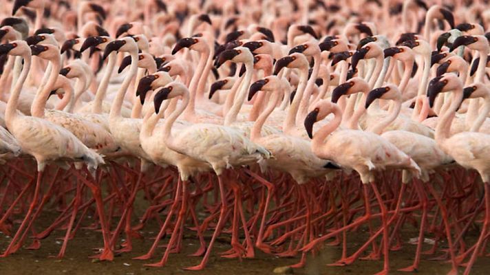 Grandes documentales - Life: Aves