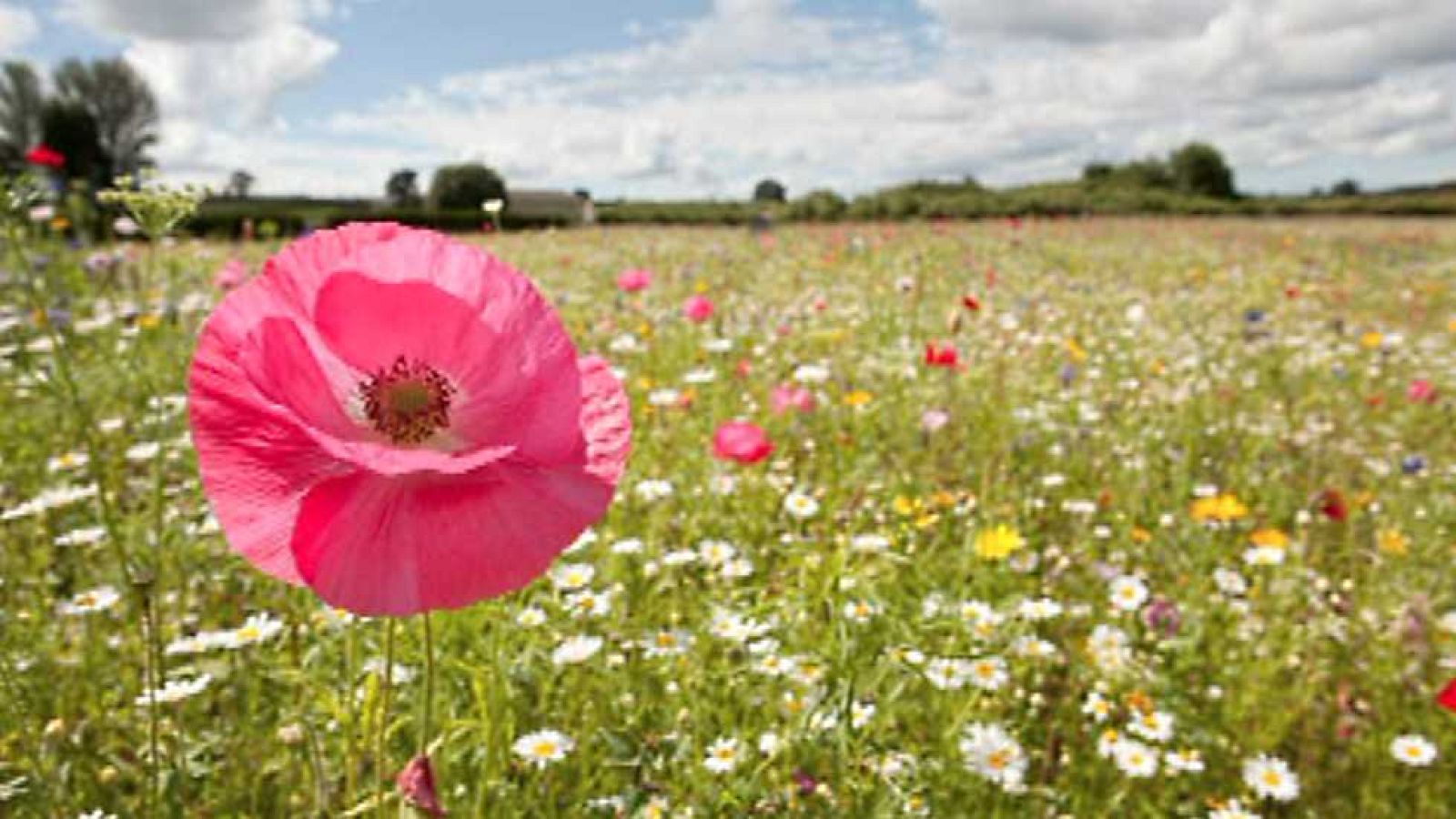 Saber y ganar - 09/06/15 - Ver ahora