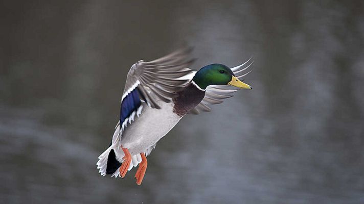 Grandes documentales - Un original documental de patos