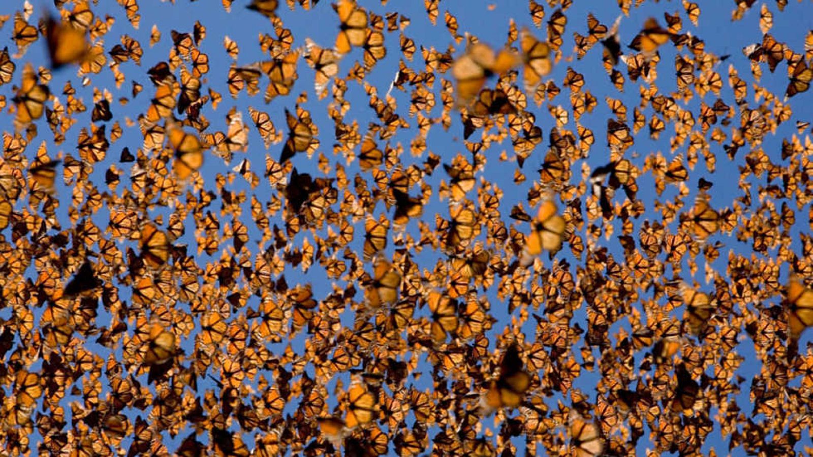 Grandes documentales - Life: Insectos - Ver ahora