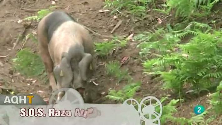 Aquí hay trabajo - Crear empleo e innovar mirando atrás: razas autóctonas