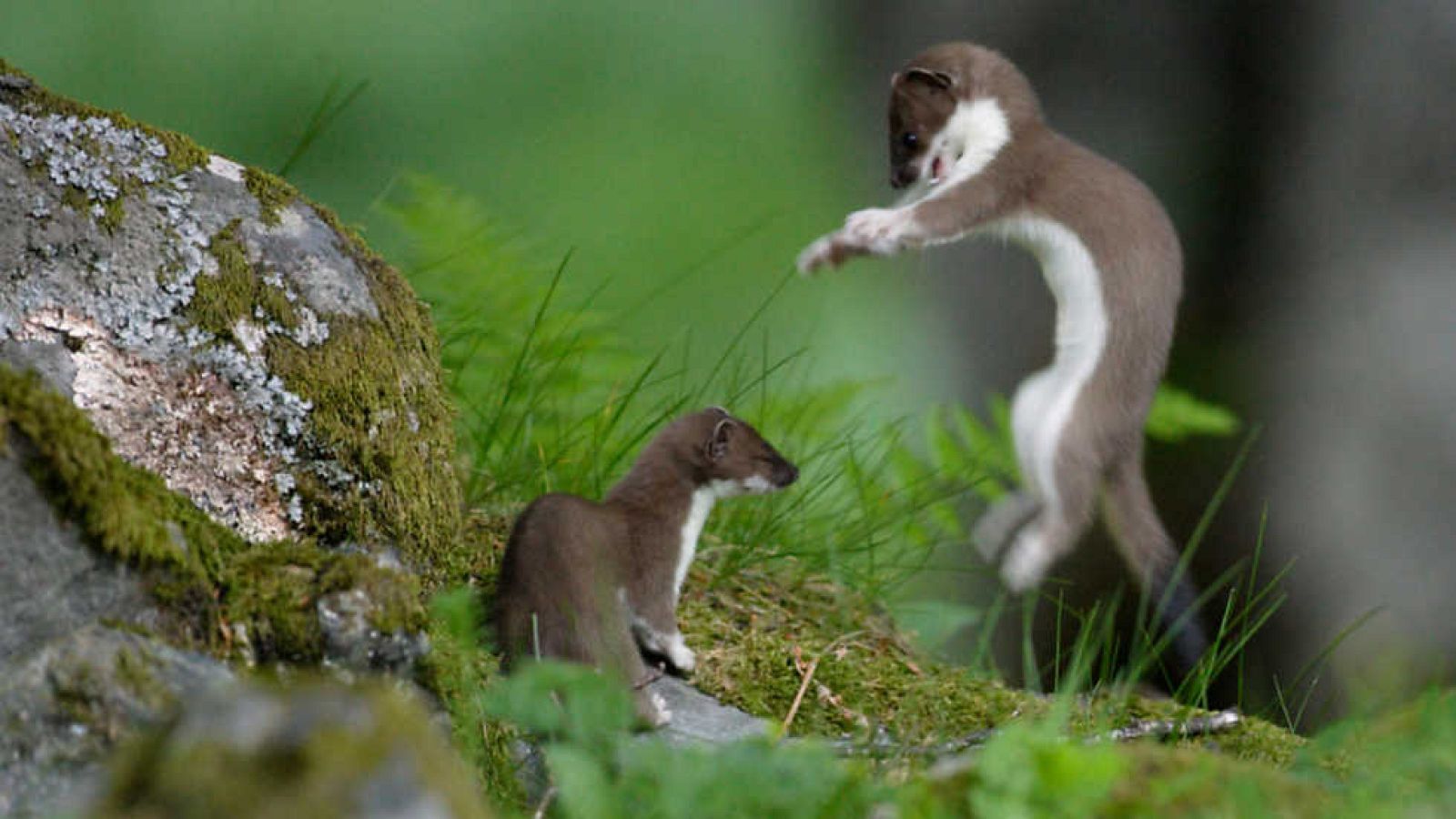 Grandes documentales - Life: Cazadores y cazados - Ver ahora