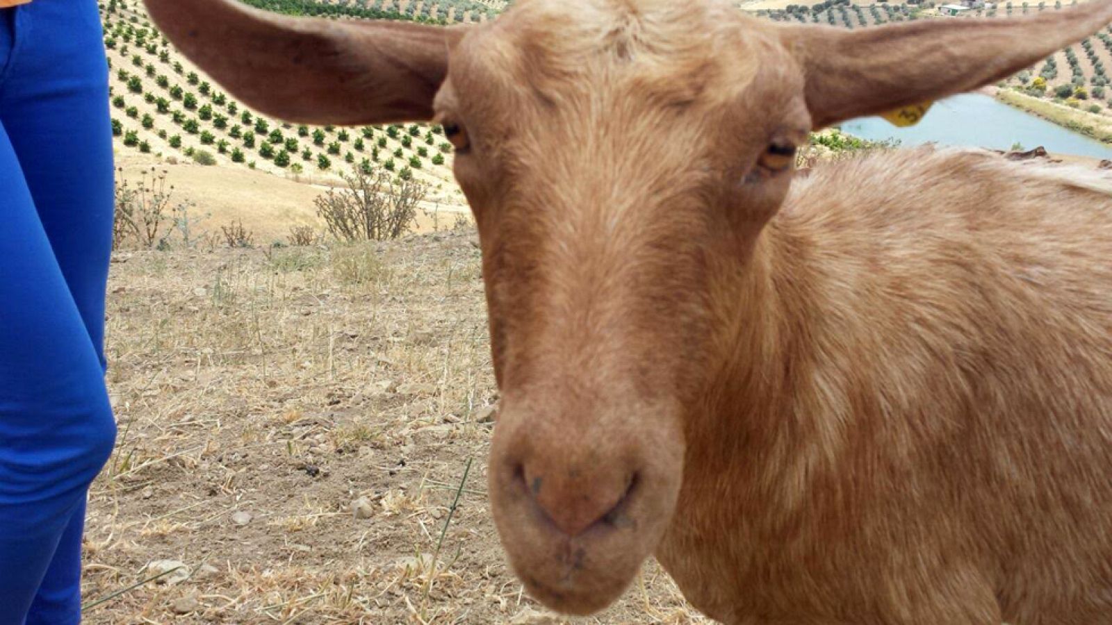 El hombre que susurraba a las cabras