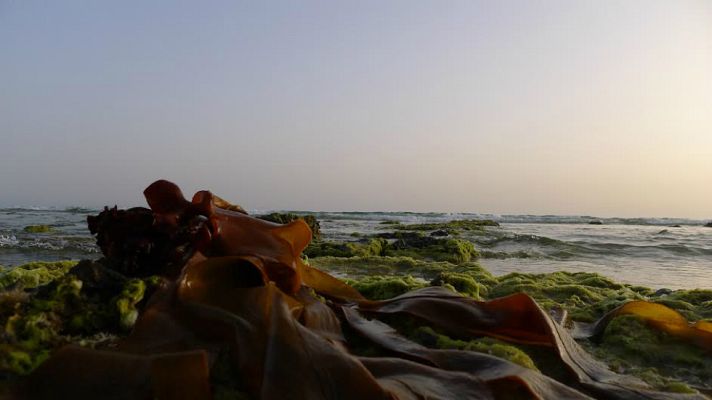 Aquí la Tierra - Cosmética marina con algas