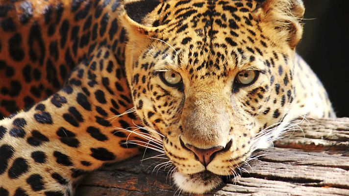 Grandes documentales - La reina leopardo