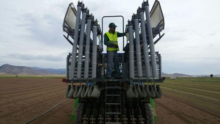 Aquí la Tierra - Lechugas murcianas un tesoro verde