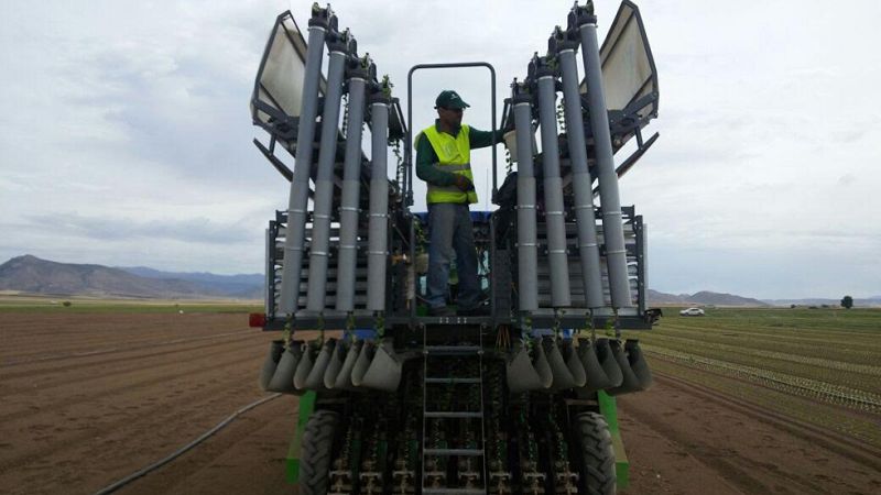Lechugas murcianas un tesoro verde