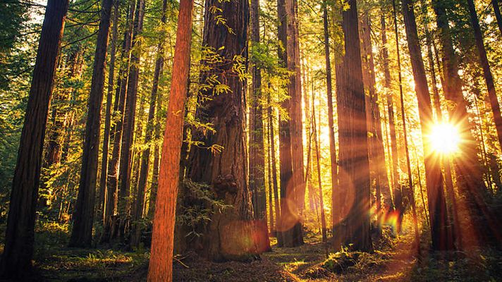 Grandes documentales - Patrimonio de la humanidad: Parque Nacional de Redwood