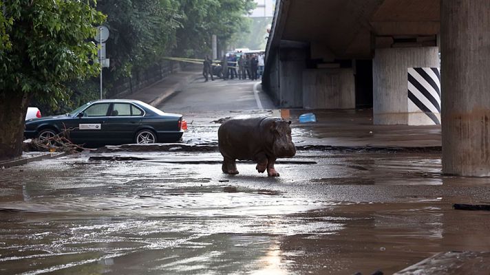 Telediario 1 - Las inundaciones en Georgia han roto las puertas de zoo