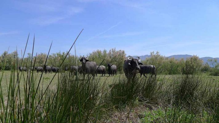 Aquí la Tierra - Mozzarella de búfala del Ampurdán
