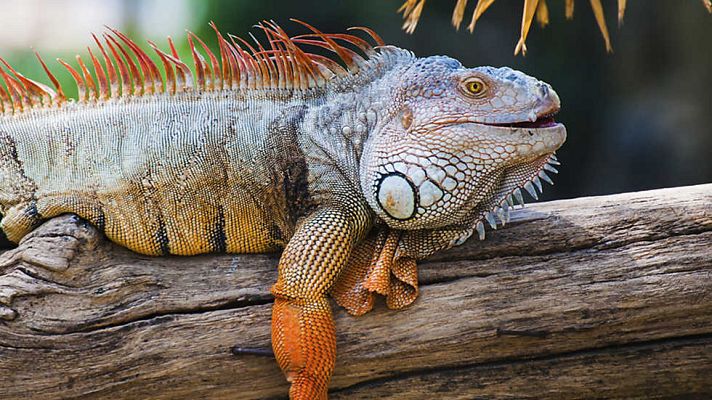 Grandes documentales - Las islas Galápagos: Adaptación