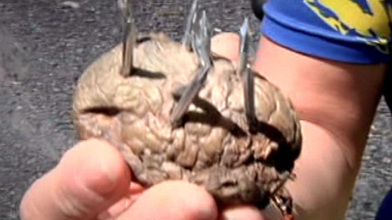 Alcañiz se llena de trampas para ciclistas