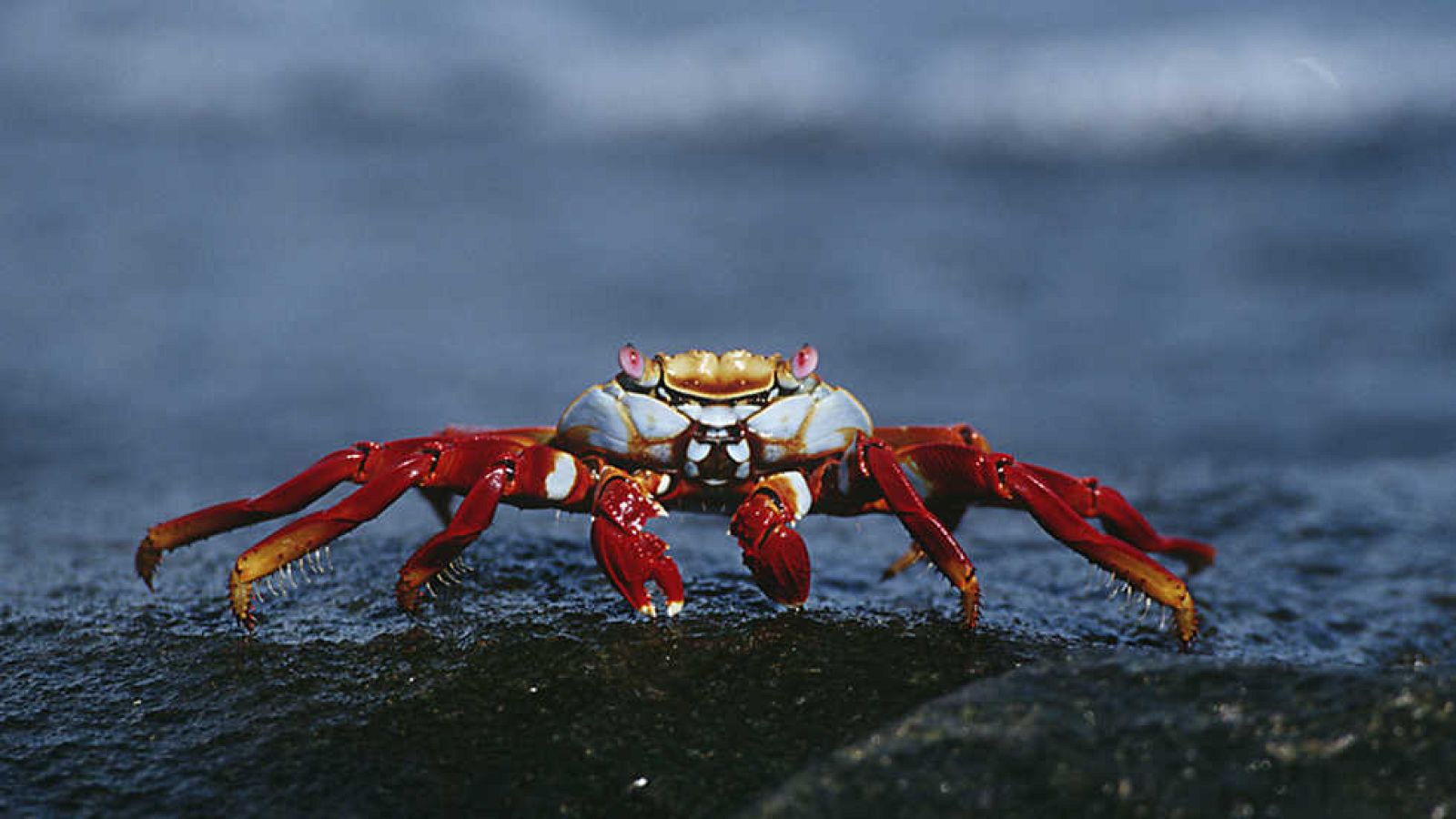 Grandes documentales - Las islas Galápagos: Evolución - Ver ahora