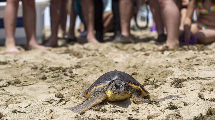 Telediario 1 - La naturaleza vista desde los ojos de una tortuga, un caballo o un águila