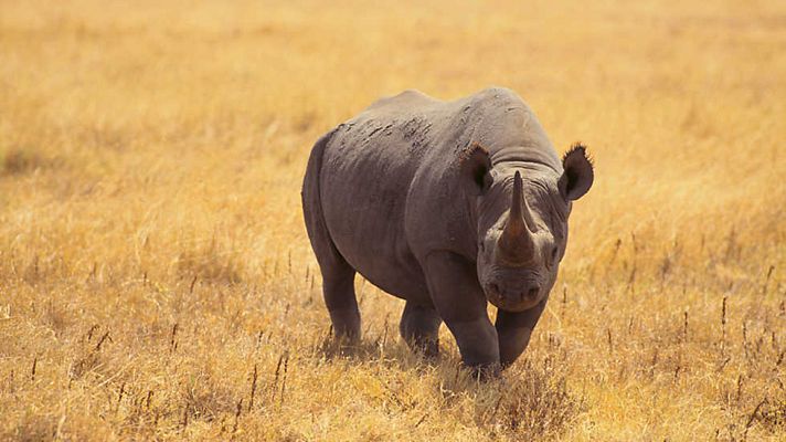 Grandes documentales - África: Sabana