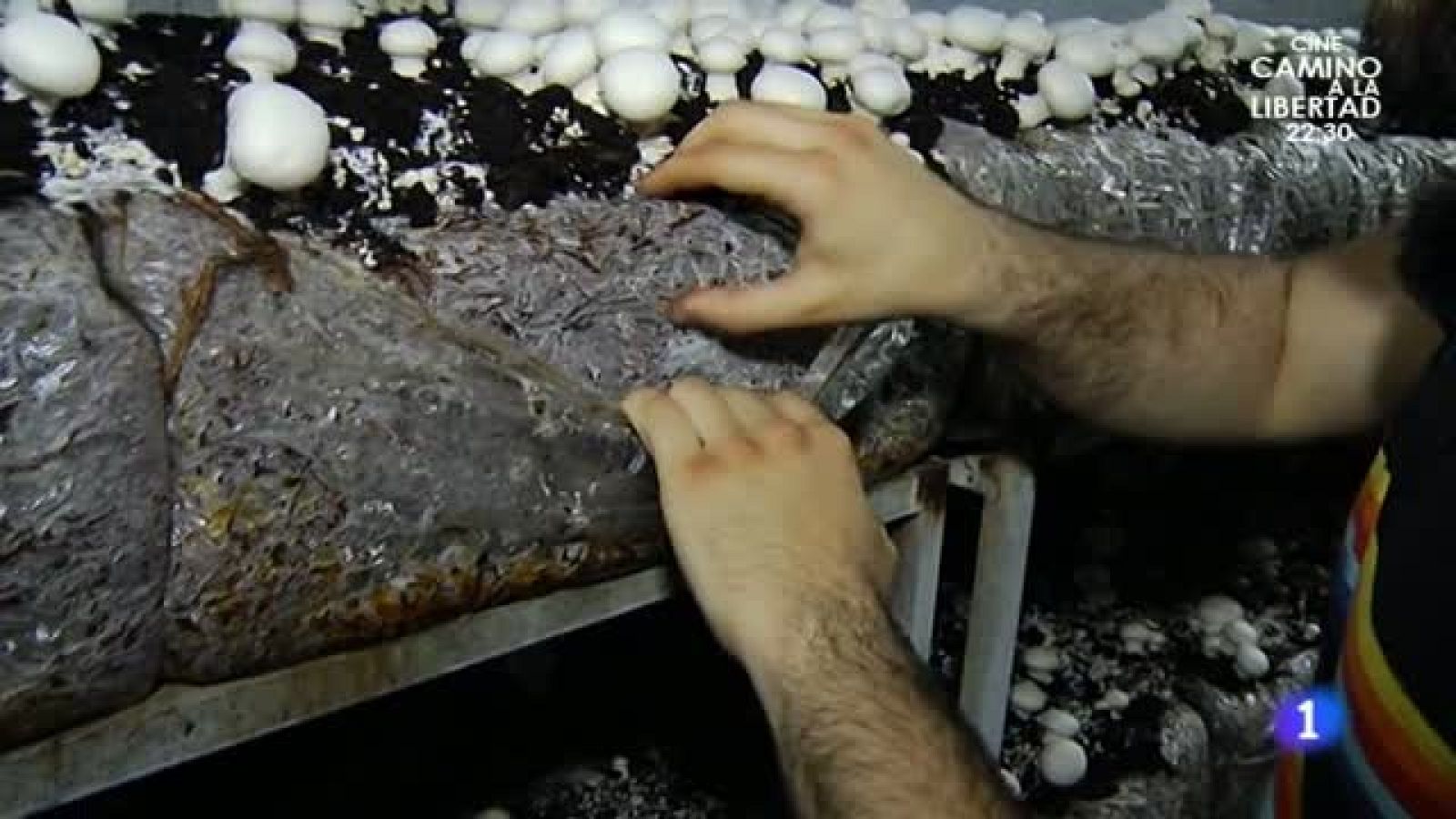 ¿Pero qué es exactamente el champiñón?