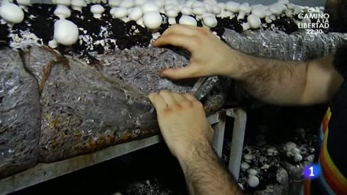 Aquí la Tierra - ¿Pero qué es exactamente el champiñón?