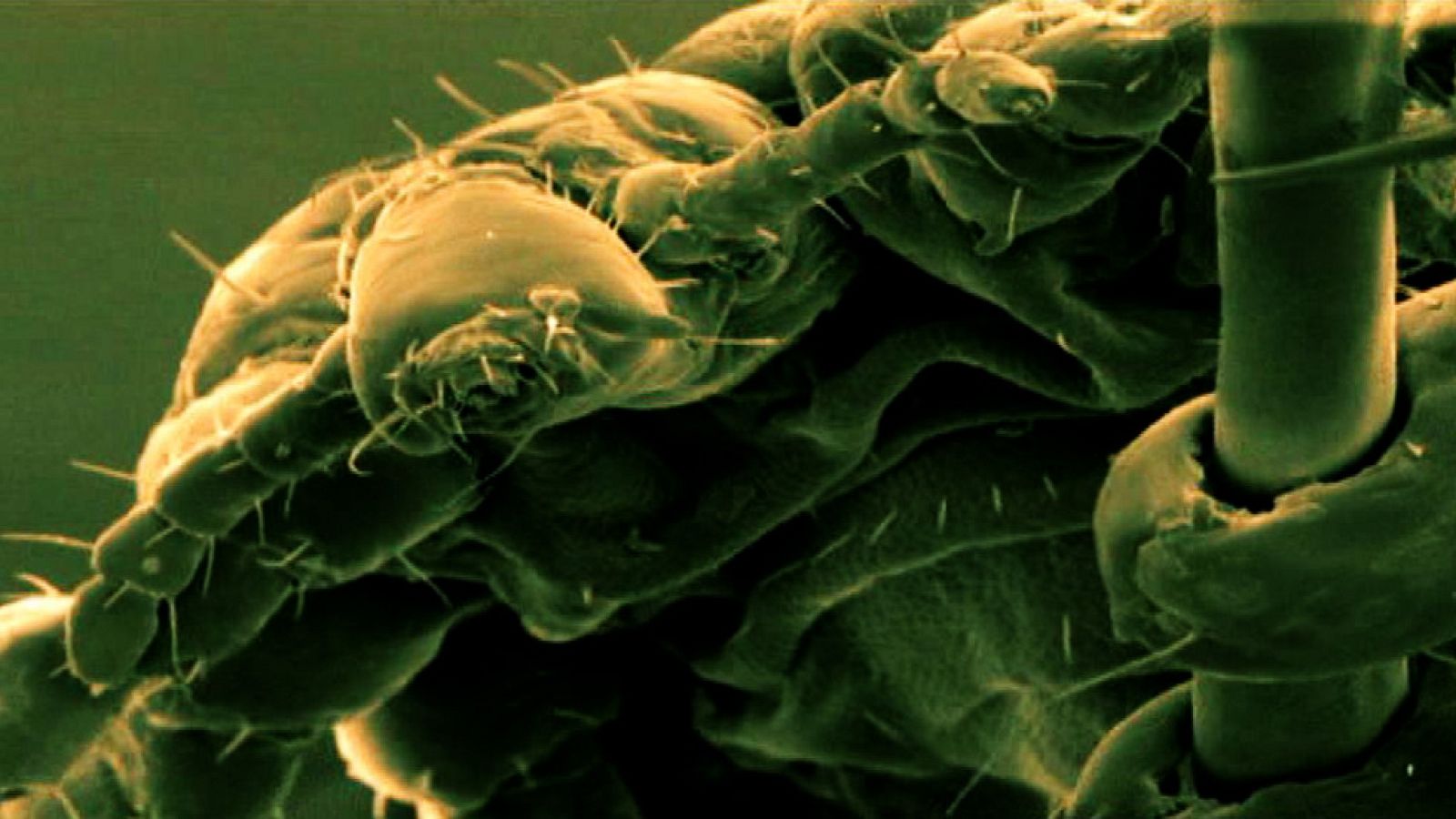 'La vida en nosotros'. Promo - Documaster | Ver