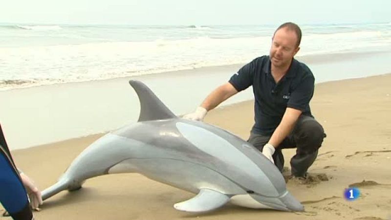 Visitem el grup de rescat del CRAM per saber com recuperen els dofins que embarranquen a les platges catalanes