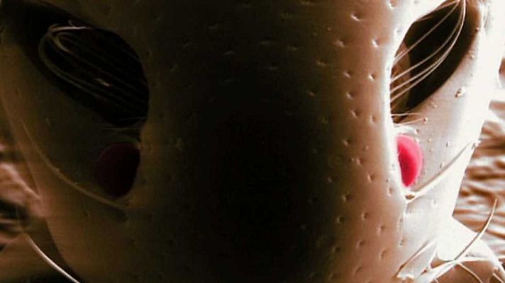 Documaster - La vida en nosotros: Nuestra biodiversidad particular