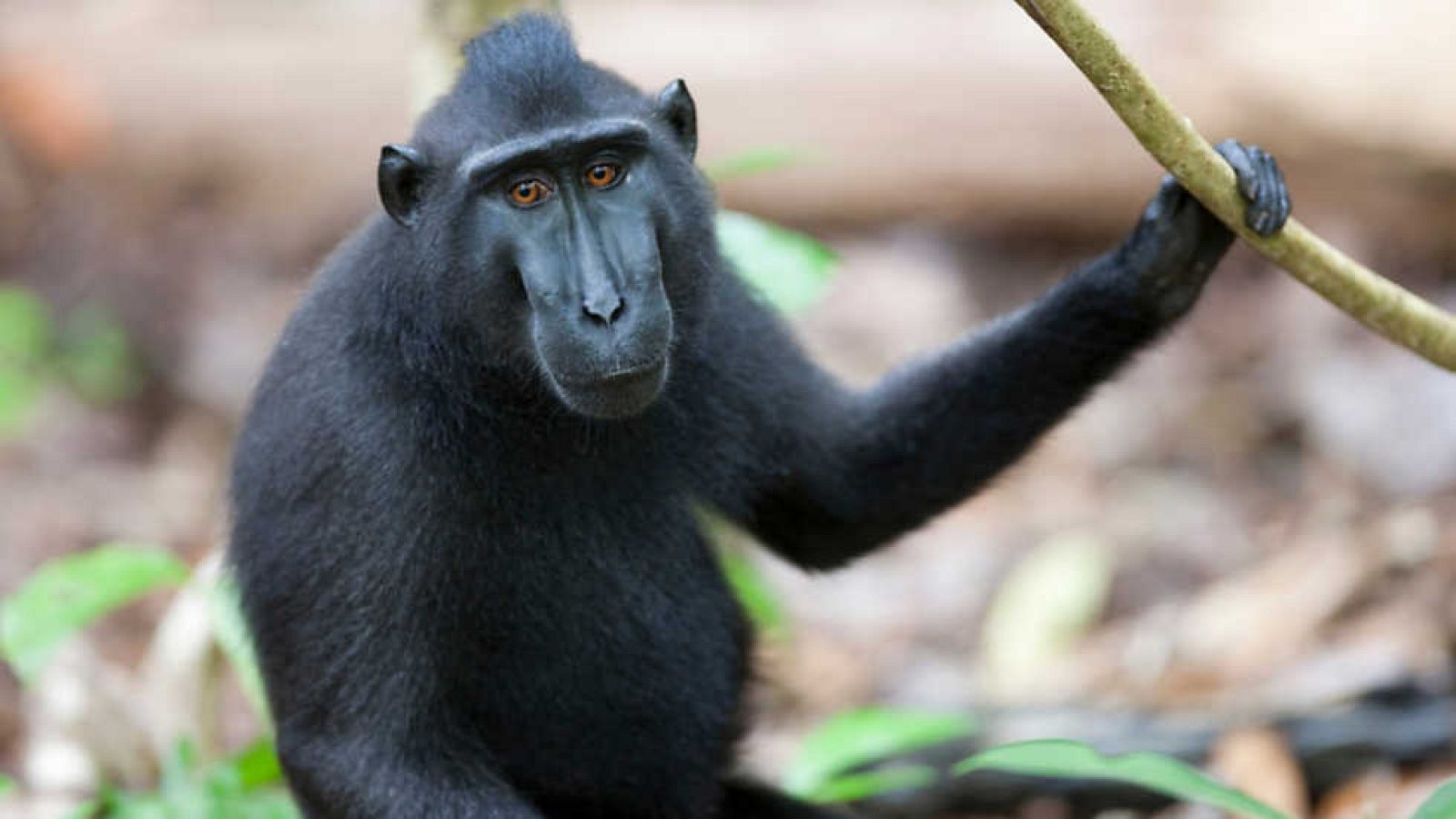 Grandes documentales - Mis amigos los monos - ver ahora