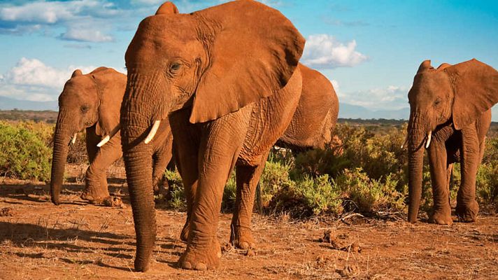 Grandes documentales - África: Congo