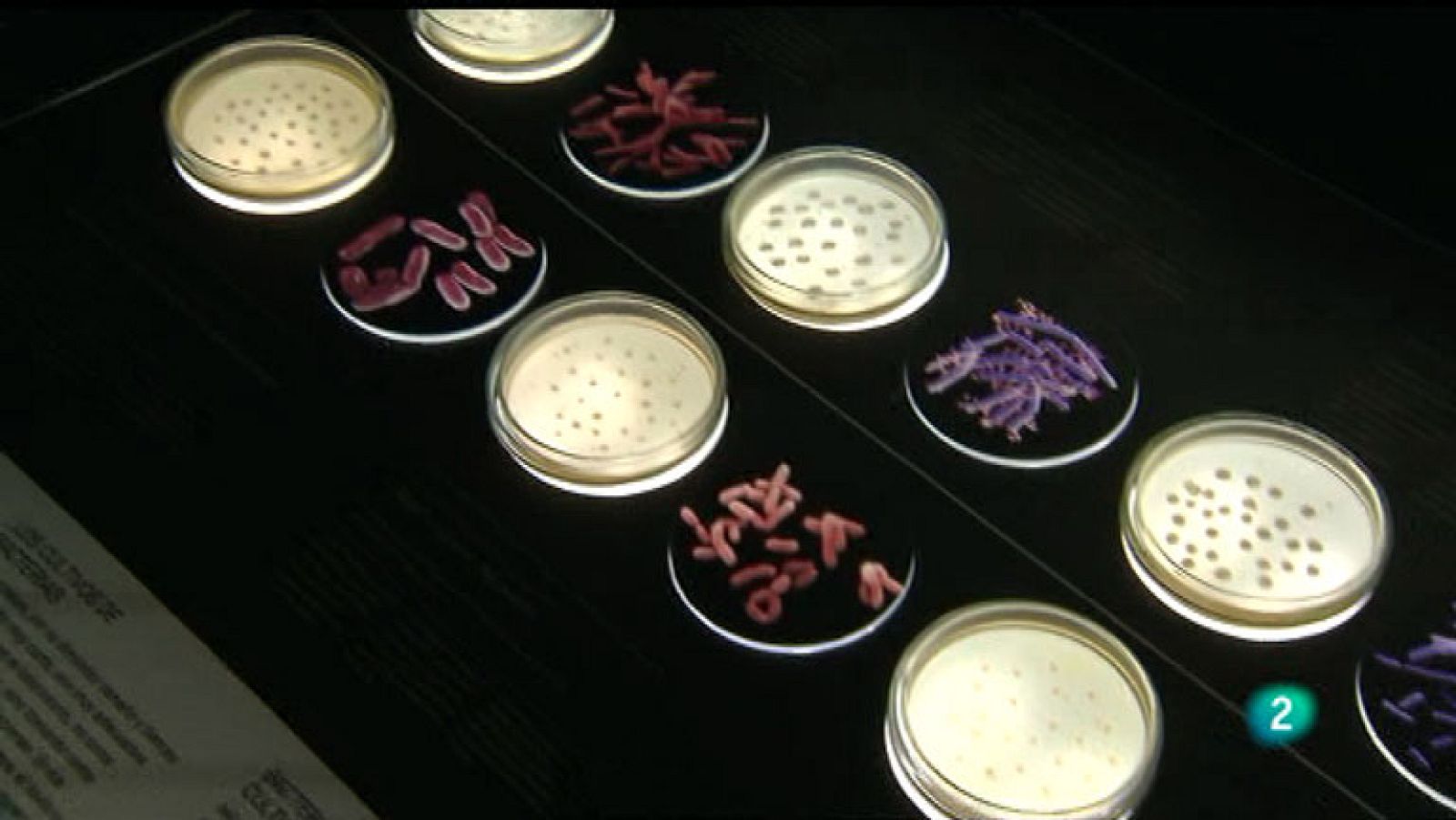 La Aventura del Saber. Ricardo Guerrero