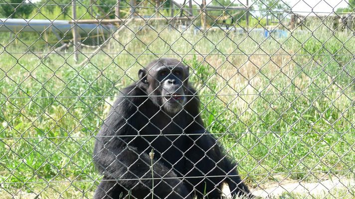 Aquí la Tierra - Fundación Mona, rescatando primates