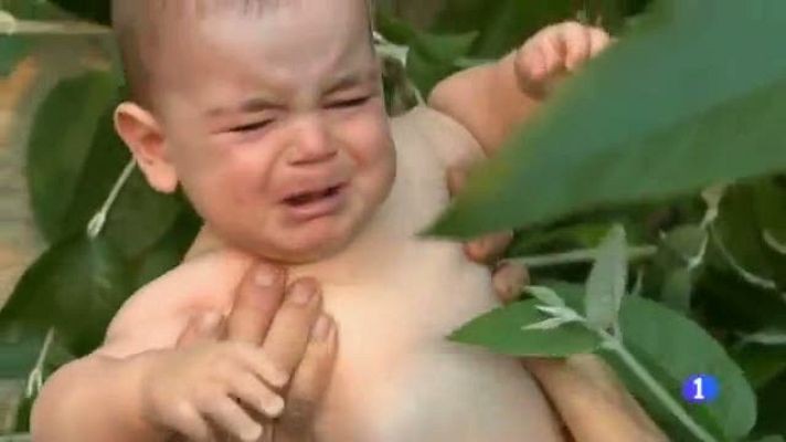 Informatiu Balear - Ritual del vimer a tren d'alba.