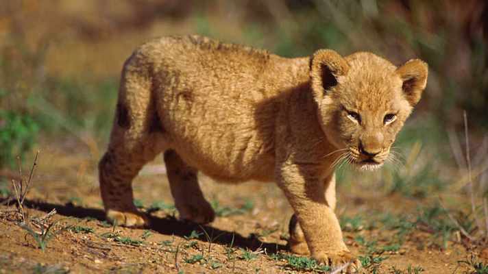 Grandes documentales - De peluches a asesinos