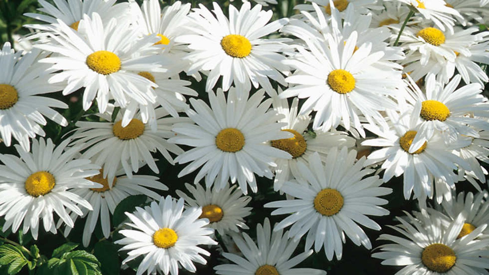 Grandes documentales - Primavera, el regreso de la vida - Ver ahora