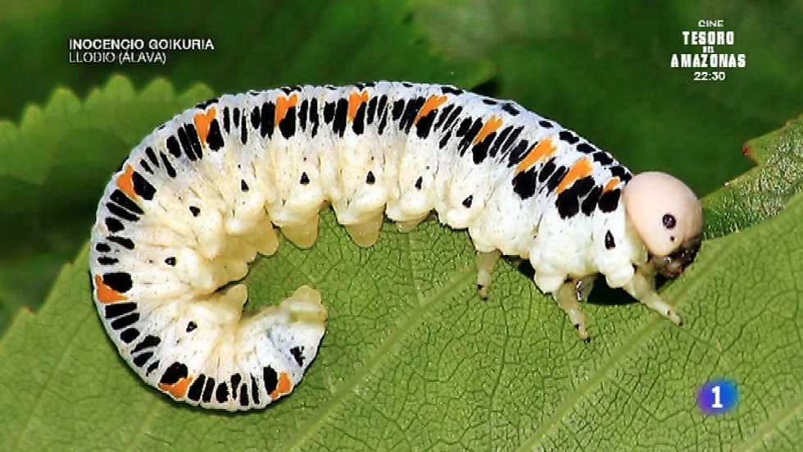 Aquí la Tierra - 25/06/15 - ver ahora