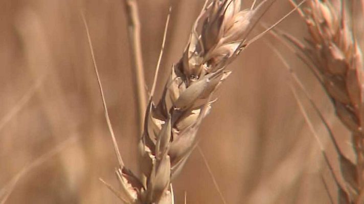 Agrosfera - Agrosfera - 27/06/15