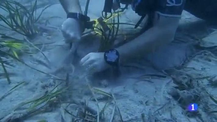 Informatiu Balear - Cultivar posidònia per cultivar el fons marí.