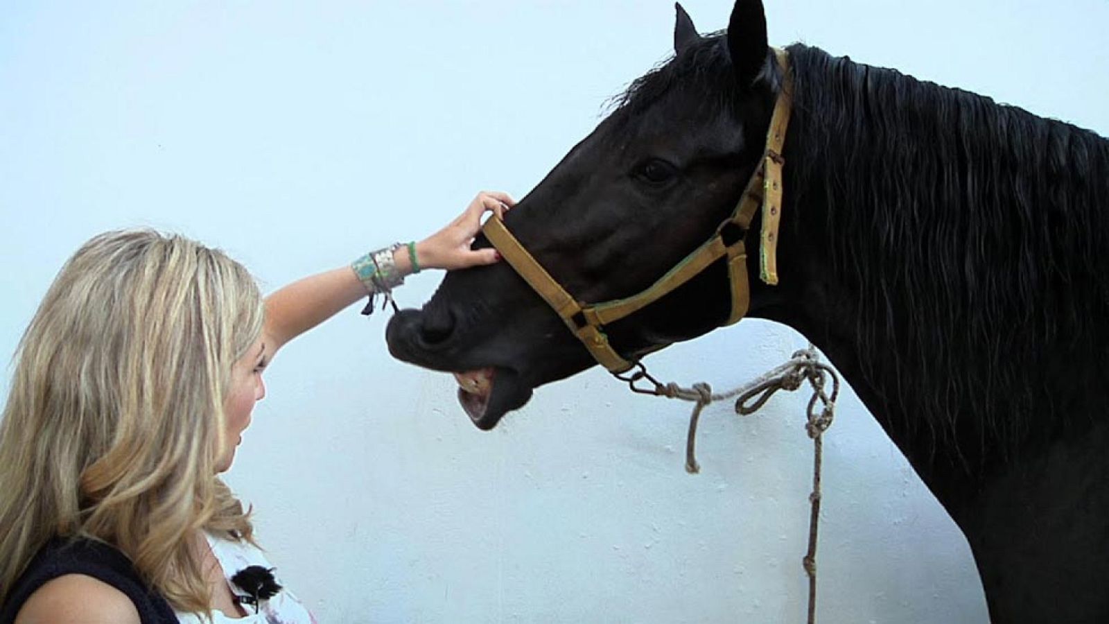 Caballos menorquines engalanados de fiesta