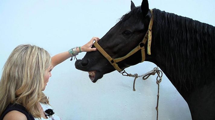Aquí la Tierra - Caballos menorquines engalanados de fiesta