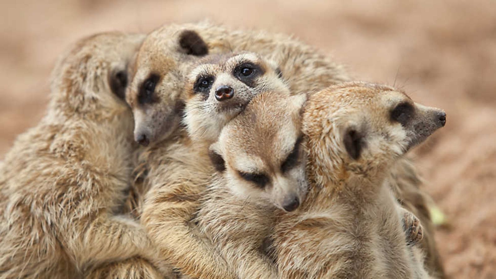 Grandes documentales - El clan de los suricatos - ver ahora