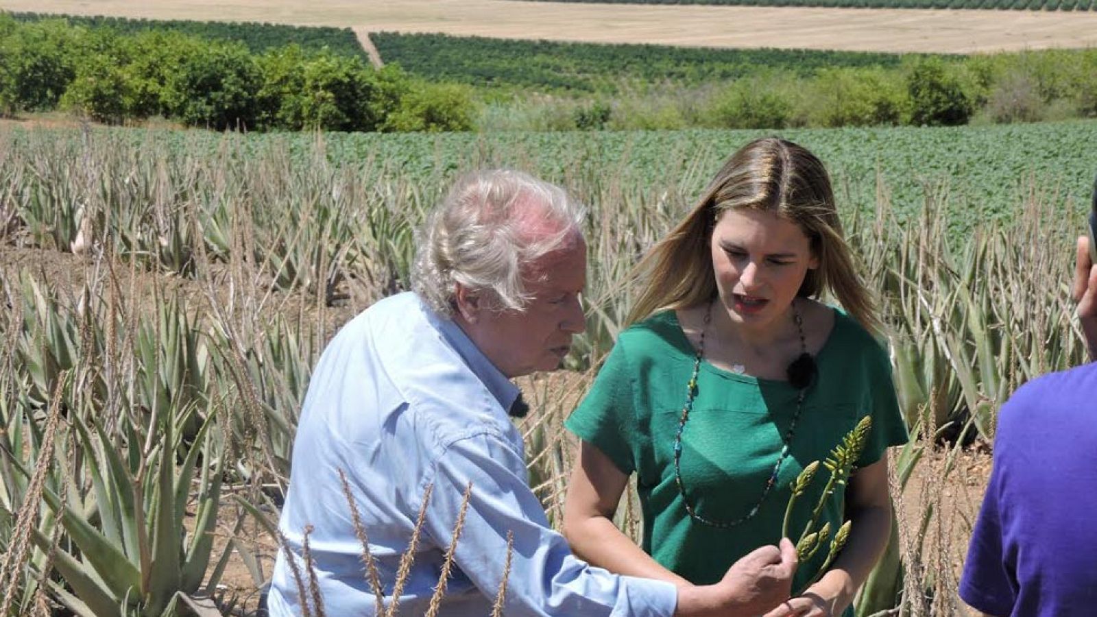 Las múltiples propiedades del aloe vera